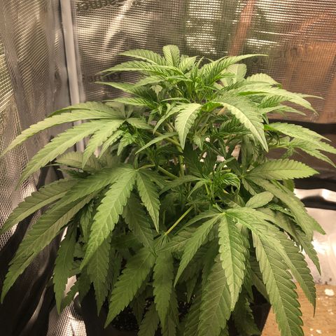 WEDDING GELATO aka ice cream cake  growlog timeline photo