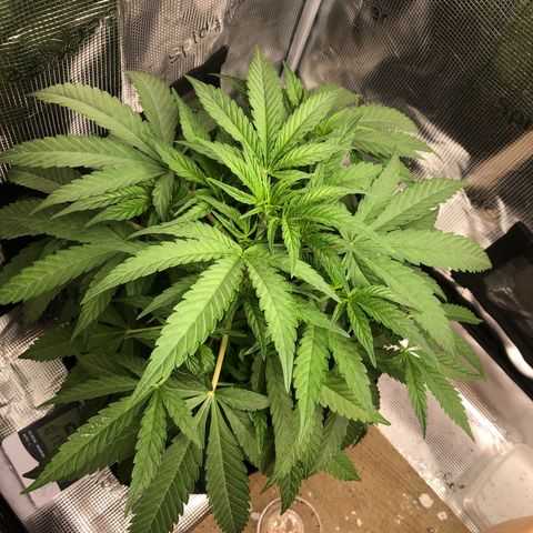 WEDDING GELATO aka ice cream cake  growlog timeline photo