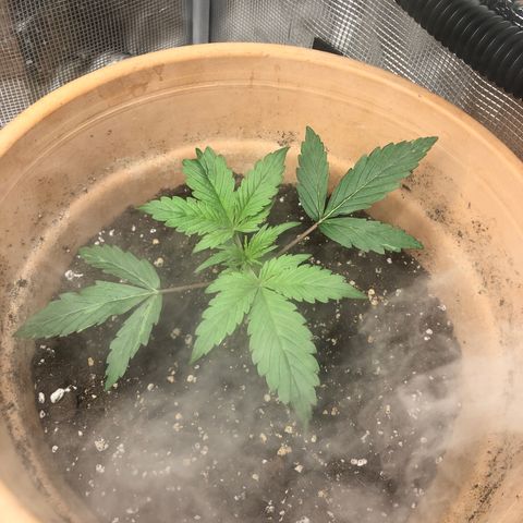 NYC Sour D  growlog timeline photo