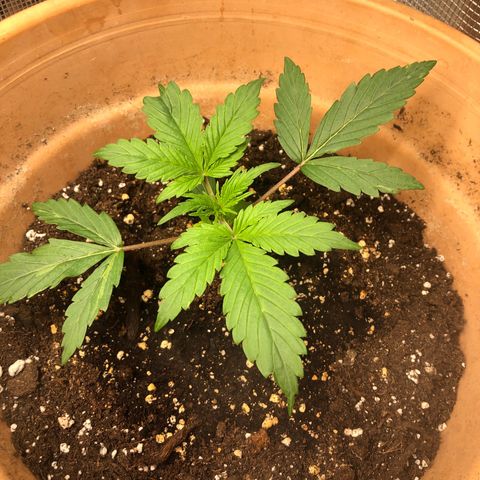 NYC Sour D  growlog timeline photo