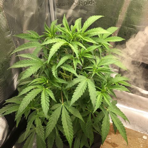 WEDDING GELATO aka ice cream cake  growlog timeline photo