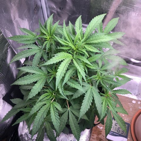 WEDDING GELATO aka ice cream cake  growlog timeline photo