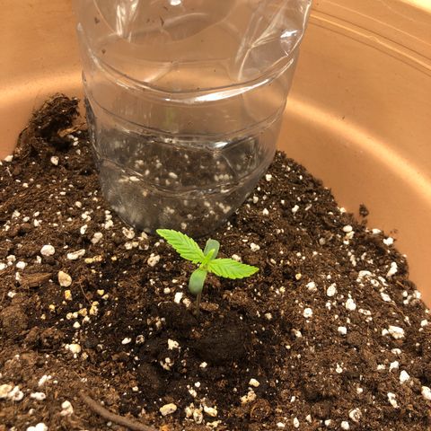Apple Fritter Automatic growlog timeline photo