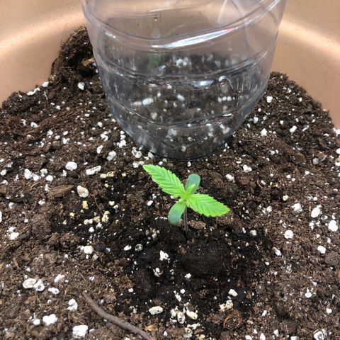 Apple Fritter Automatic growlog timeline photo