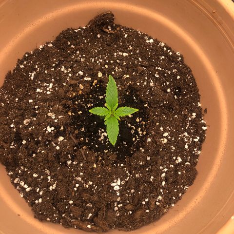 Apple Fritter Automatic growlog timeline photo