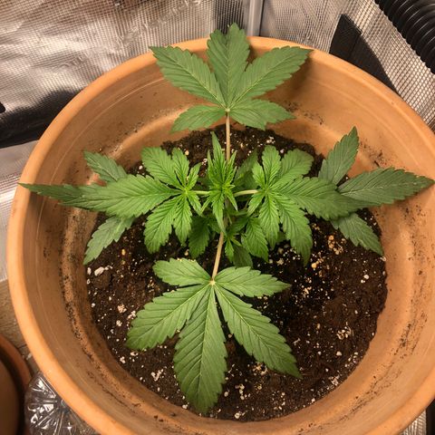 NYC Sour D  growlog timeline photo