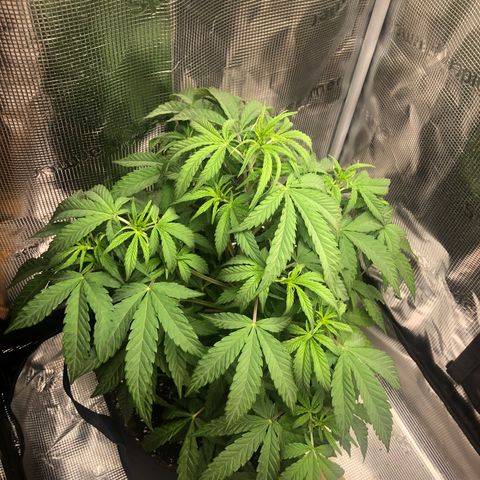 WEDDING GELATO aka ice cream cake  growlog timeline photo