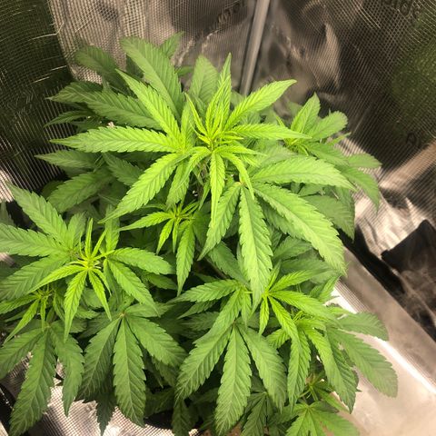 WEDDING GELATO aka ice cream cake  growlog timeline photo