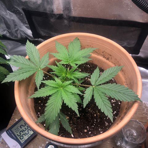 NYC Sour D  growlog timeline photo