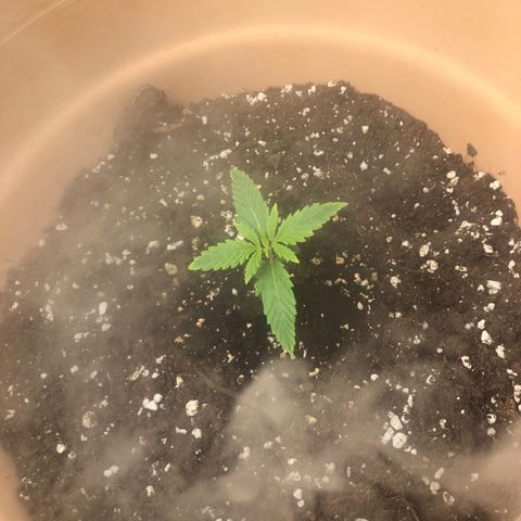 Apple Fritter Automatic growlog timeline photo