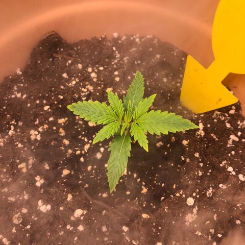 Apple Fritter Automatic growlog timeline photo