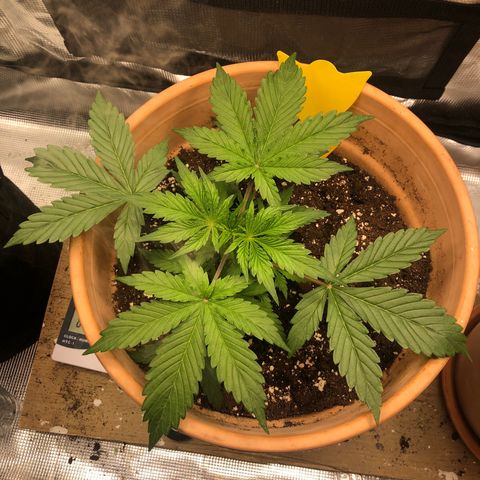 NYC Sour D  growlog timeline photo