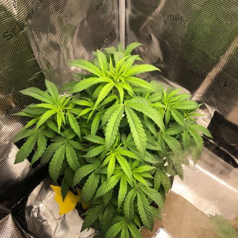 WEDDING GELATO aka ice cream cake  growlog timeline photo