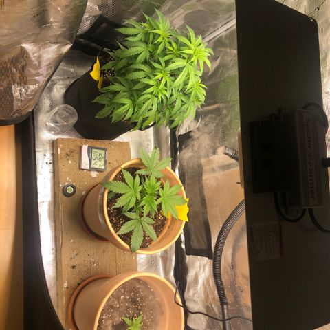 WEDDING GELATO aka ice cream cake  growlog timeline photo