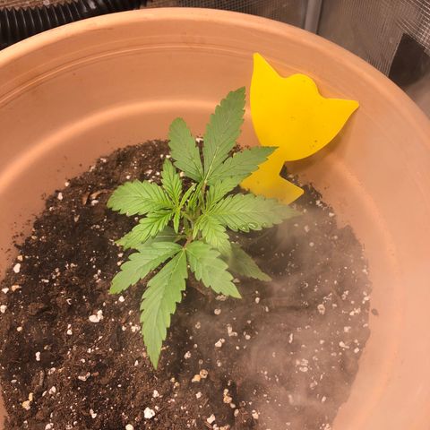 Apple Fritter Automatic growlog timeline photo