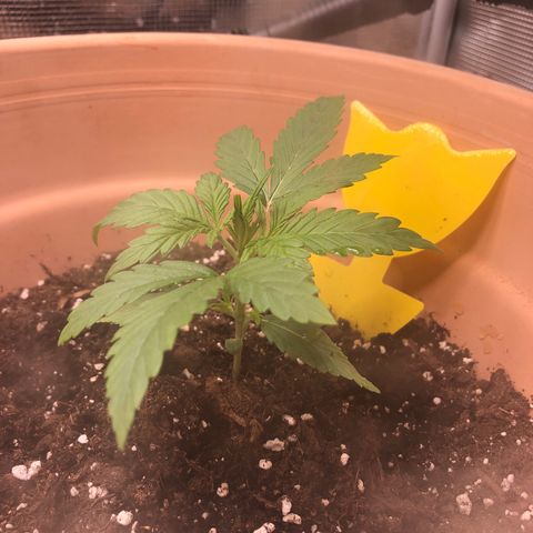 Apple Fritter Automatic growlog timeline photo
