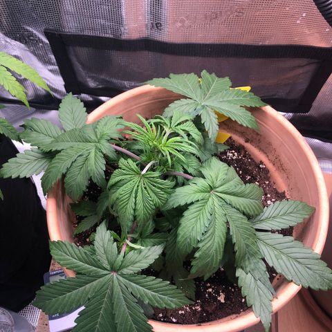 NYC Sour D  growlog timeline photo