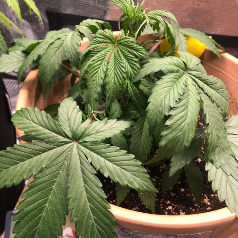 NYC Sour D  growlog timeline photo