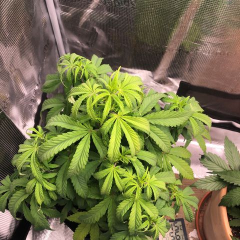 WEDDING GELATO aka ice cream cake  growlog timeline photo