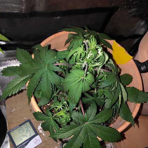 NYC Sour D  growlog timeline photo