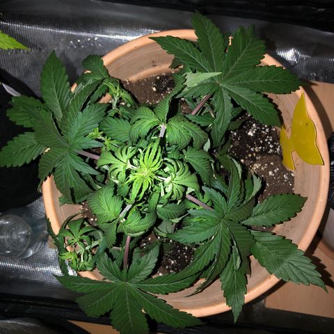 NYC Sour D  growlog timeline photo