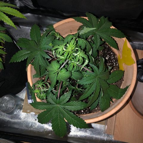 NYC Sour D  growlog timeline photo