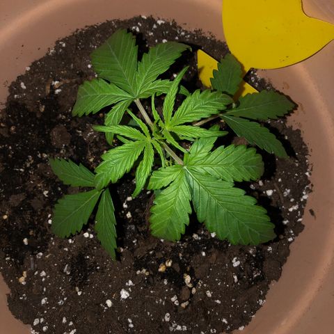 Apple Fritter Automatic growlog timeline photo