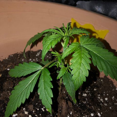Apple Fritter Automatic growlog timeline photo