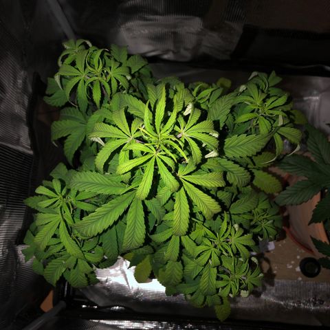 WEDDING GELATO aka ice cream cake  growlog timeline photo