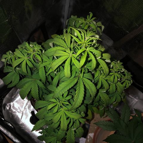 WEDDING GELATO aka ice cream cake  growlog timeline photo