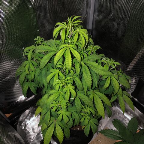 WEDDING GELATO aka ice cream cake  growlog timeline photo