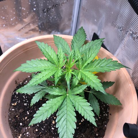 Apple Fritter Automatic growlog timeline photo