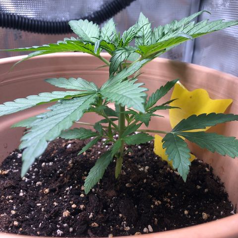 Apple Fritter Automatic growlog timeline photo