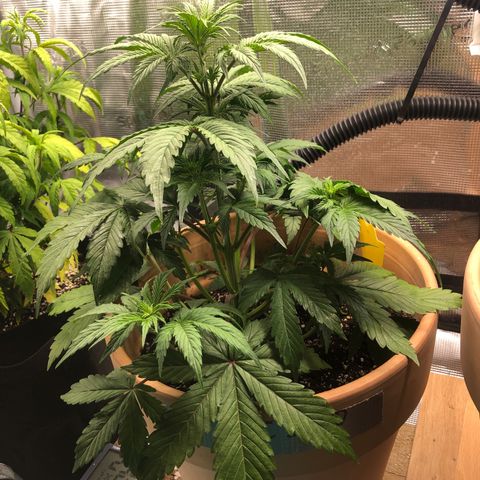 NYC Sour D  growlog timeline photo