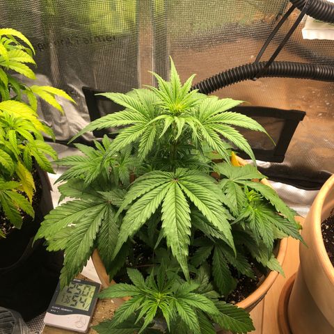 NYC Sour D  growlog timeline photo