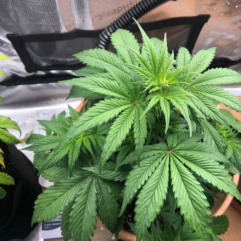 NYC Sour D  growlog timeline photo