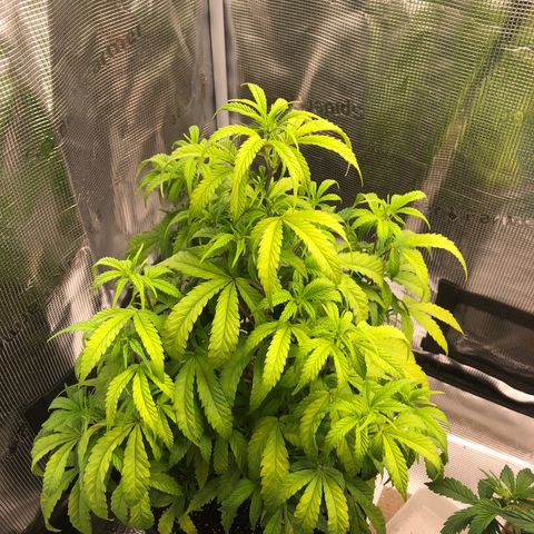 WEDDING GELATO aka ice cream cake  growlog timeline photo