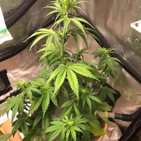 NYC Sour D  growlog timeline photo