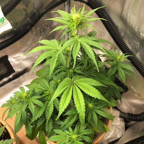 NYC Sour D  growlog timeline photo