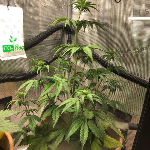 NYC Sour D  growlog timeline photo