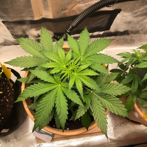 Apple Fritter Automatic growlog timeline photo