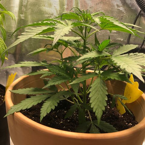 Apple Fritter Automatic growlog timeline photo