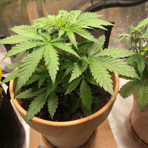 Apple Fritter Automatic growlog timeline photo