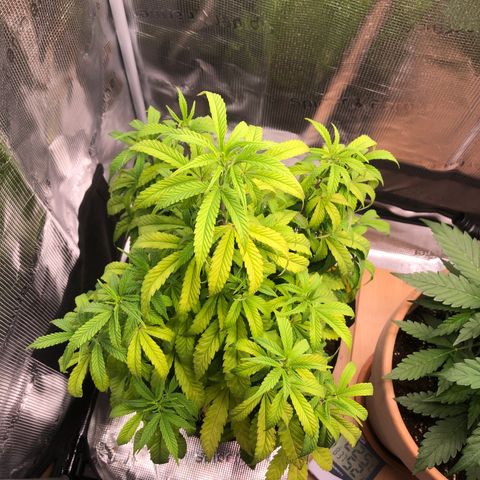 WEDDING GELATO aka ice cream cake  growlog timeline photo