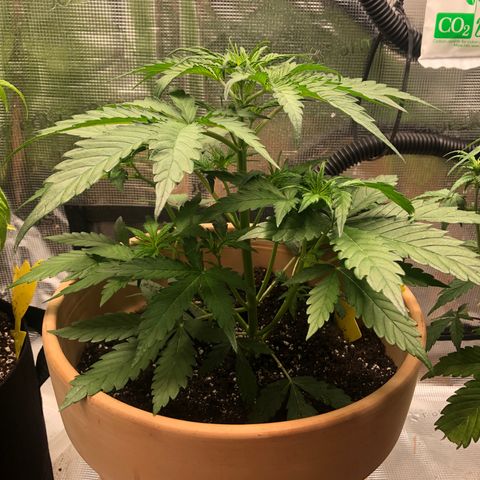 Apple Fritter Automatic growlog timeline photo