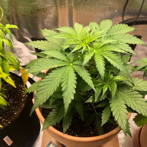Apple Fritter Automatic growlog timeline photo
