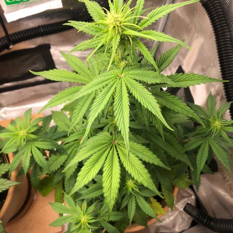 NYC Sour D  growlog timeline photo