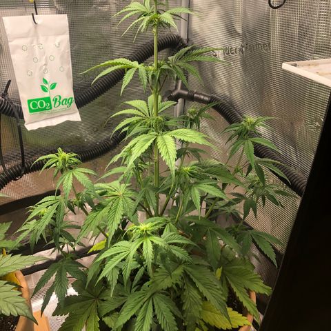 NYC Sour D  growlog timeline photo