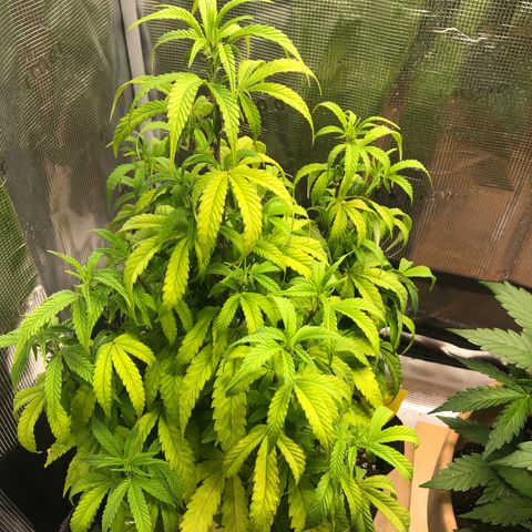 WEDDING GELATO aka ice cream cake  growlog timeline photo
