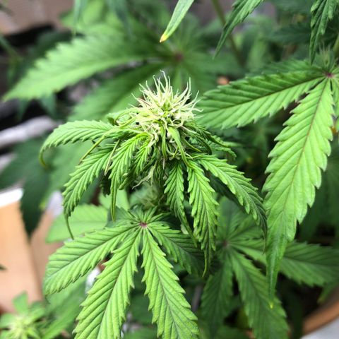 NYC Sour D  growlog timeline photo